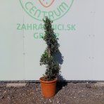 Olivovník európsky (Olea europaea) ´LECCINO´- výška 100-130 cm, kont. C18L - ŠPIRÁLA (-12°C)